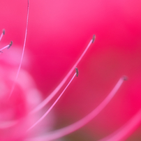 ＃秋の花＃