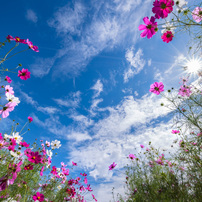 Fujifilm 富士フイルム のレンズ フジノンレンズ Xf8 16mmf2 8 R Lm Wr で撮影した写真 画像 一覧 写真共有サイト Photohito