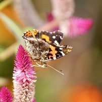 SIGMA(シグマ)のレンズ APO MACRO 180mm F3.5 EX IF [コニカミノルタ用