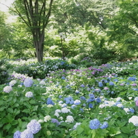 花壇の可愛い花たち