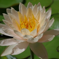 琵琶湖水生植物園で