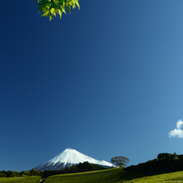 富士山茶畑風景  風光る