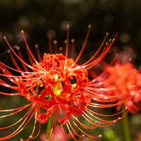 SIGMA(シグマ)のレンズ 24mm F1.8 EX DG ASPHERICAL MACRO