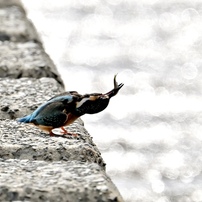 カワセミ初撮影①