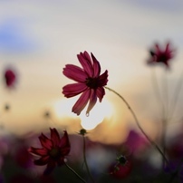 秋の花の写真 画像 写真集 写真共有サイト Photohito