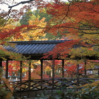 佛通寺紅葉(1) 201110-315