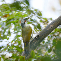 Bird photo*1