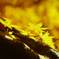 日本の四季「紅葉の秋」