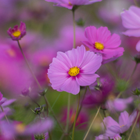 PENTAX(ペンタックス)のレンズ SMC PENTAX67 300mmF4 で撮影した写真