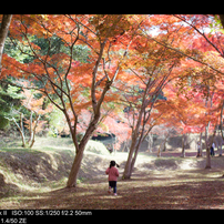 Cosina コシナ のレンズ Carl Zeiss Planar T 1 4 50 Ze で撮影した写真 画像 一覧 写真共有サイト Photohito