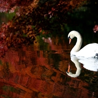 白鳥の写真 画像 写真集 写真共有サイト Photohito