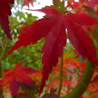 秋紅葉