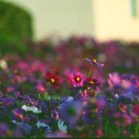 PENTAX(ペンタックス)のレンズ SMC PENTAX67 200mmF4 で撮影した写真