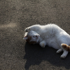 両手招き猫