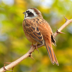 冬の里山で3(ホウジロ)