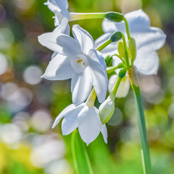 怯える花