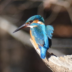 冬の里山で6(カワセミ4)