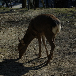 奈良の風景 1　（飛火野）