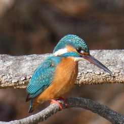 冬の里山で15(カワセミ9)