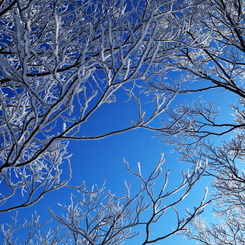 青空と霧氷