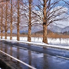 マキノメタセコイア並木道雪景　13