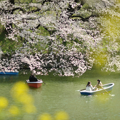 spring for tokyoites 2021