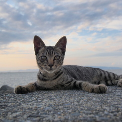 海辺の猫