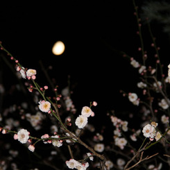 夜の梅