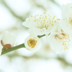 華やかに　白梅