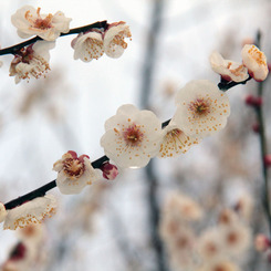 花簪