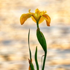 水辺に咲く黄菖蒲