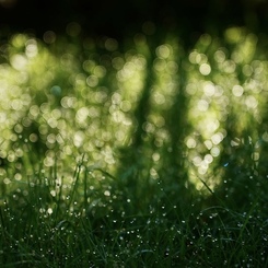 夜の雨が明けて；やっと太陽が出た〜！