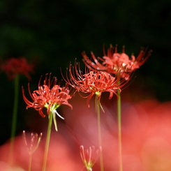 華