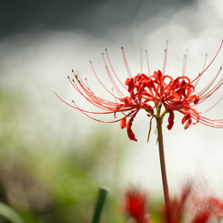 Blooming on the riverside