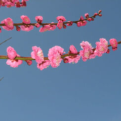 春近し　花１２