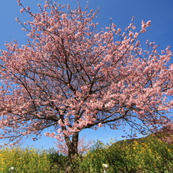菜の花とみなみの桜満開
