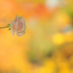 薔薇・温もり
