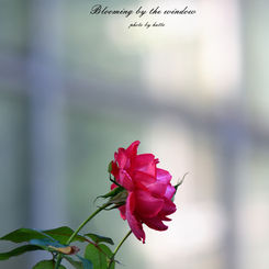 Blooming by the window