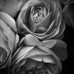モノクロの花 3