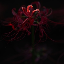 花 2