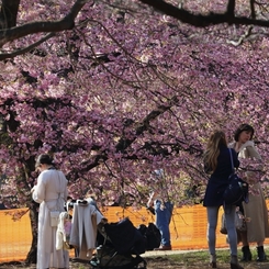 公園の桜 １