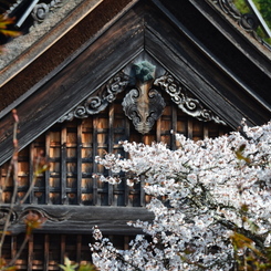 朝日で輝く桜