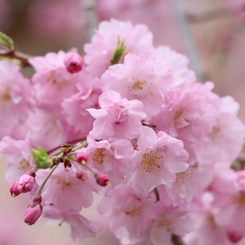 八重の枝垂桜