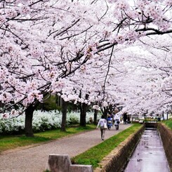 桜の小径