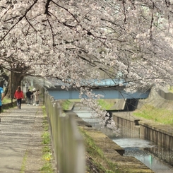 spring for tokyoites 2022