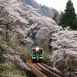 桜トンネル通過！①