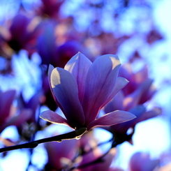twilight