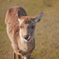 奈良公園