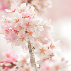 上野公園の桜