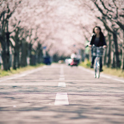 桜風吹く午後に